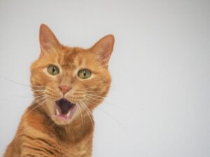 腰痛予防の決め手！マットレスの選び方