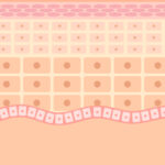 ケラチンたんぱく質の一種の角質