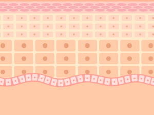 ケラチンたんぱく質の一種の角質