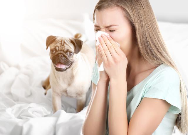 犬アレルギーの症状と対策