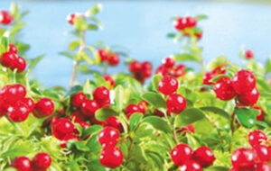 美白効果があるアルブチン