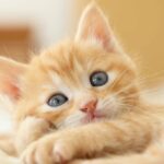 トキソプラズマとは | 妊娠の用語集