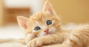 トキソプラズマとは | 妊娠の用語集